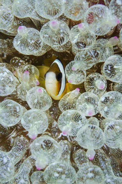 Indonesia, Anemonefish seeks protection